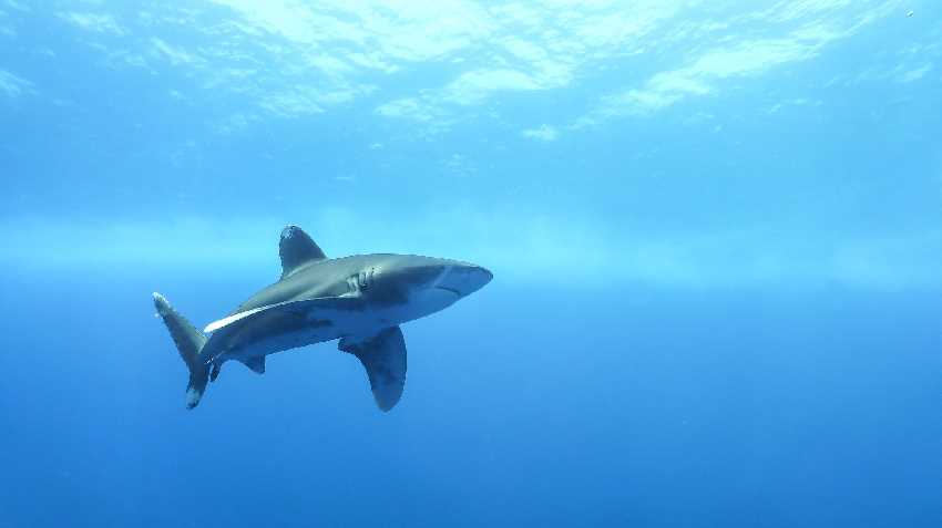 Eltűnhet a cápafajok fele a Földközi-tengerből