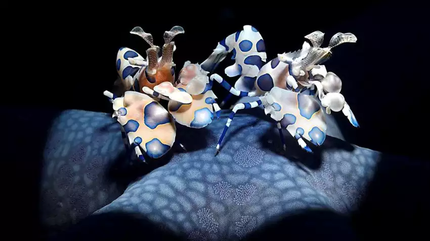 Harlekin garnélarákok (Hymanocera picta)