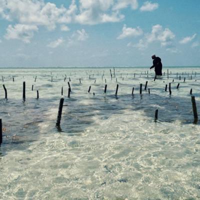Zanzibar 03